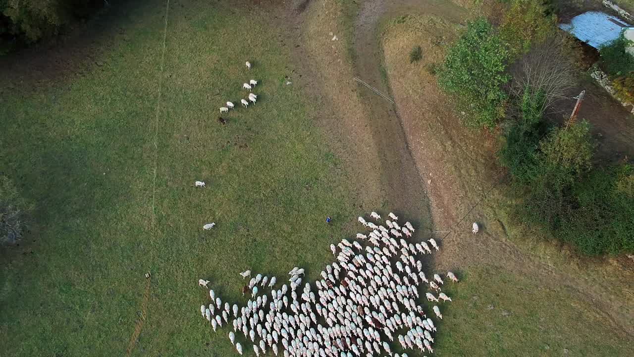 vista aérea de pastoreo de ovejas en un campo