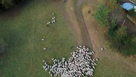 aerial view of herding sheep in a field