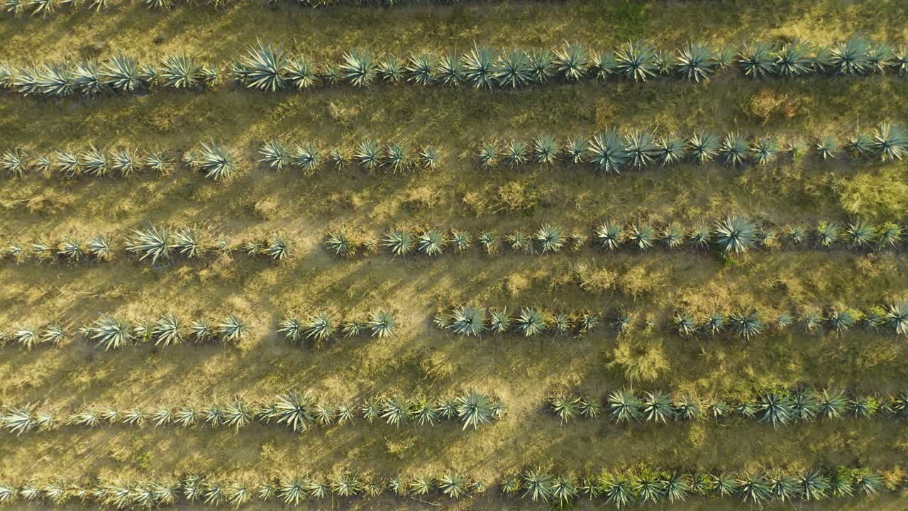 무인 항공기는 푸른 용설란 농장 필드에 내려