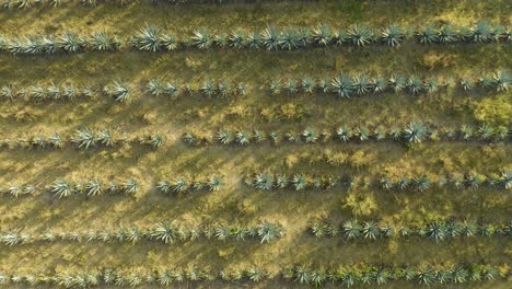 dron desciende sobre campos agrícolas de agave azul