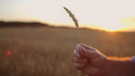 primer plano: un viejo agricultor estudia y examina un cepillo de centeno. mantenga los brotes de grano y evalúe la calidad. el agricultor disfruta de la belleza de la cosecha