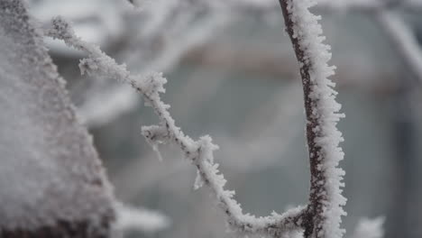 branches of bush covered with ice