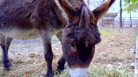 donkey eating hay and pulls the face to the camera