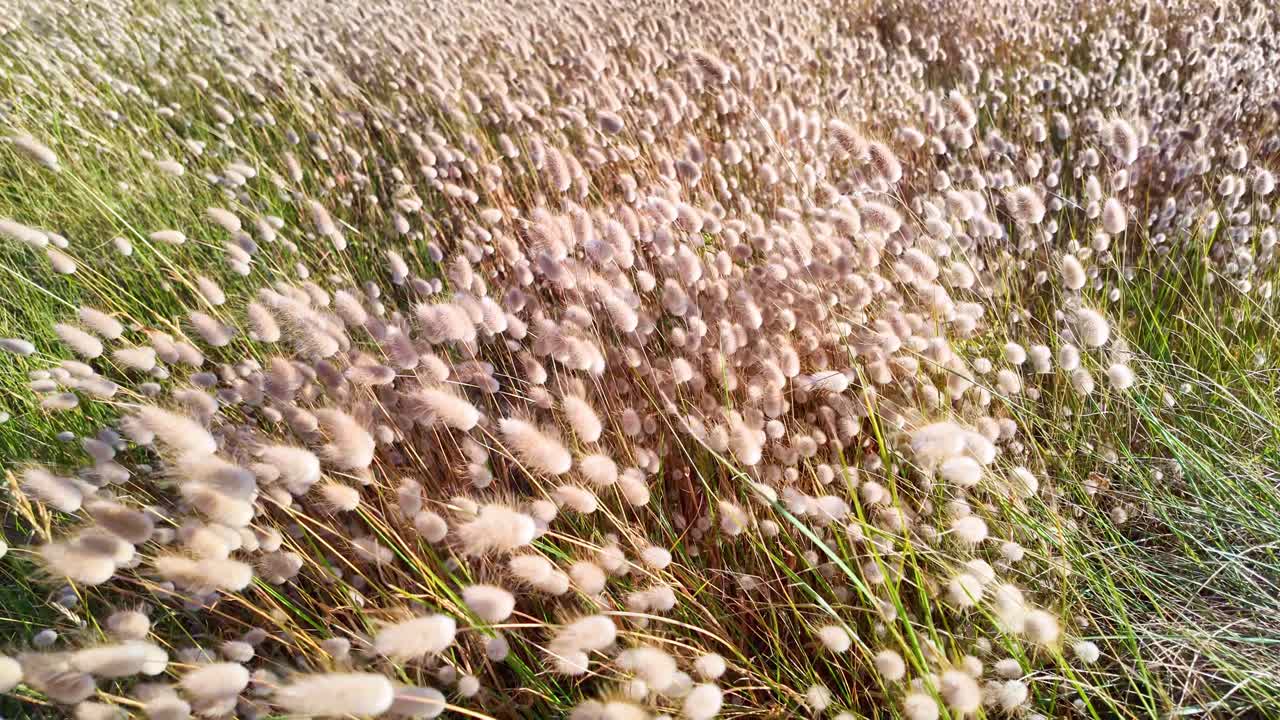 Slow motion dolly-in shot of Lagurus ovatus, or hare’s tail grass, gently swaying in the wind under bright sunlight. The soft fluffy seed heads create a serene and natural seasonal mood