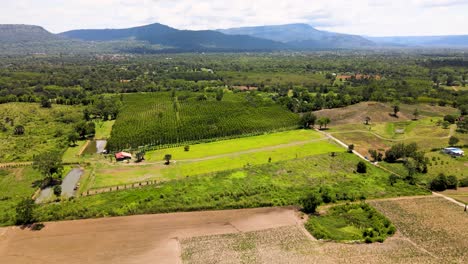 imágenes de drones 4k hdr de un exuberante paisaje verde de arrozales y agricultura en tailandia