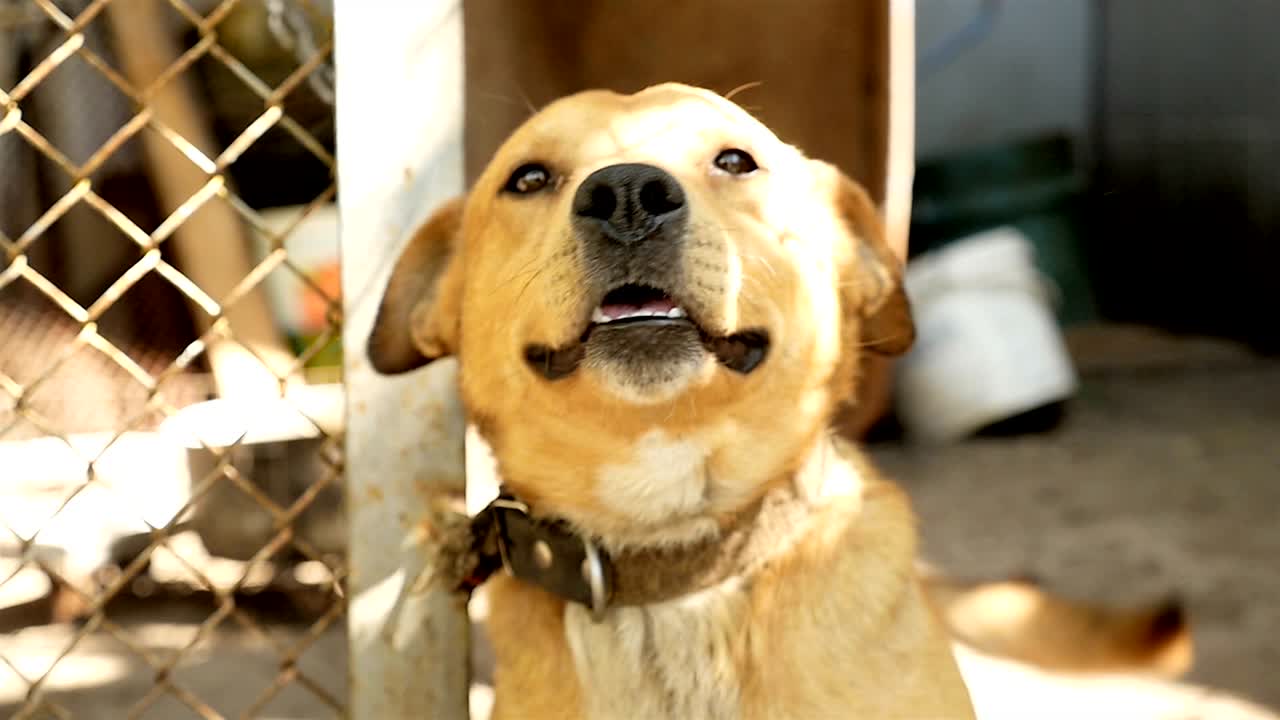동물 보호소 에 있는 개. 기하는 얼굴