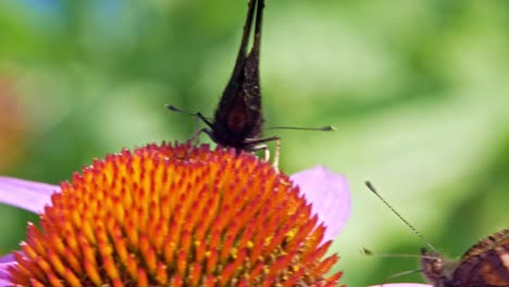 extreme close up macro shot of two orange small tortoiseshell butterflies sitting on purple coneflower and collecting nectar, on green background