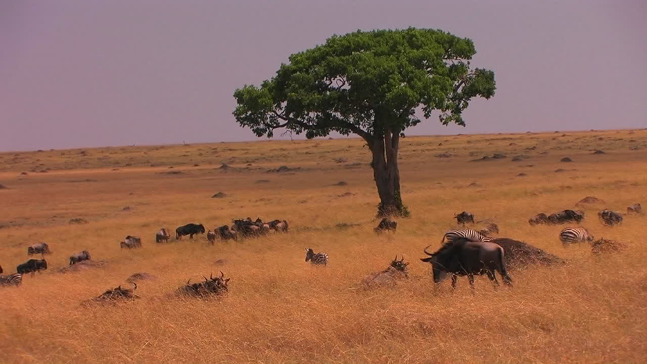 cebras y ñus ocupan una llanura cubierta de hierba