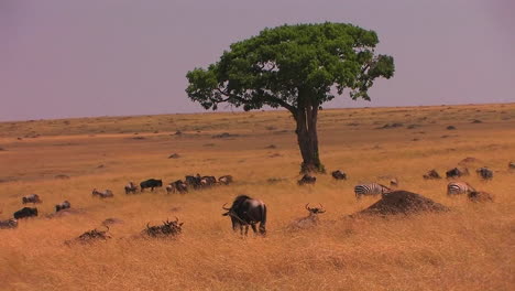 斑馬和 wildebeest 佔據一個草地平原