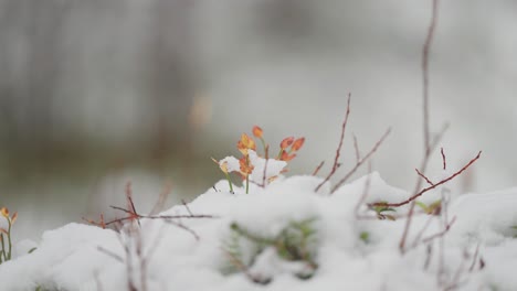 colorful autumn undergrowth is covered by the light first snow