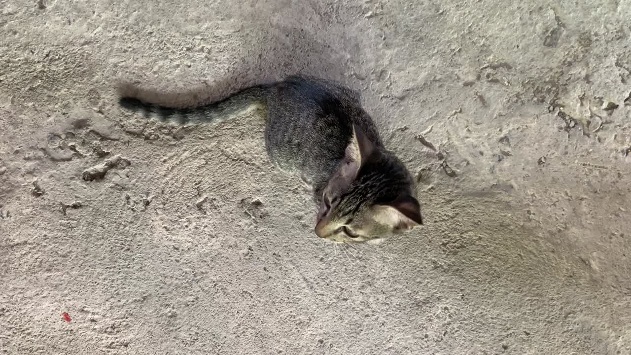 Top View Little Domestic Kitten Looking To Camera