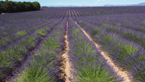 lavender field in valensole agriculture cultivation at summer