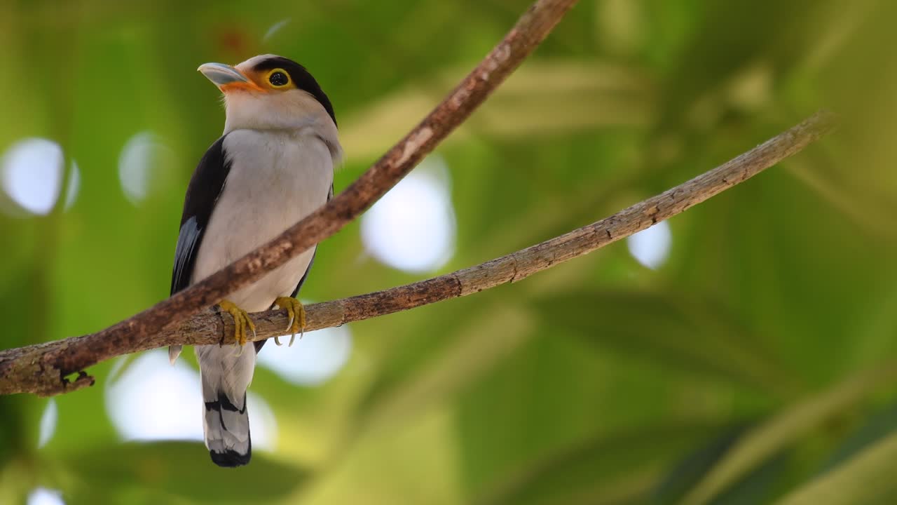 The Silver-breasted Broadbill is a famous bird in Thailand, both local and international