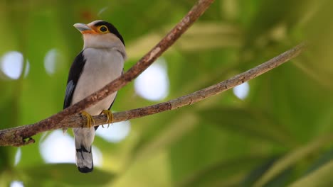 The-Silver-breasted-Broadbill-is-a-famous-bird-in-Thailand,-both-local-and-international