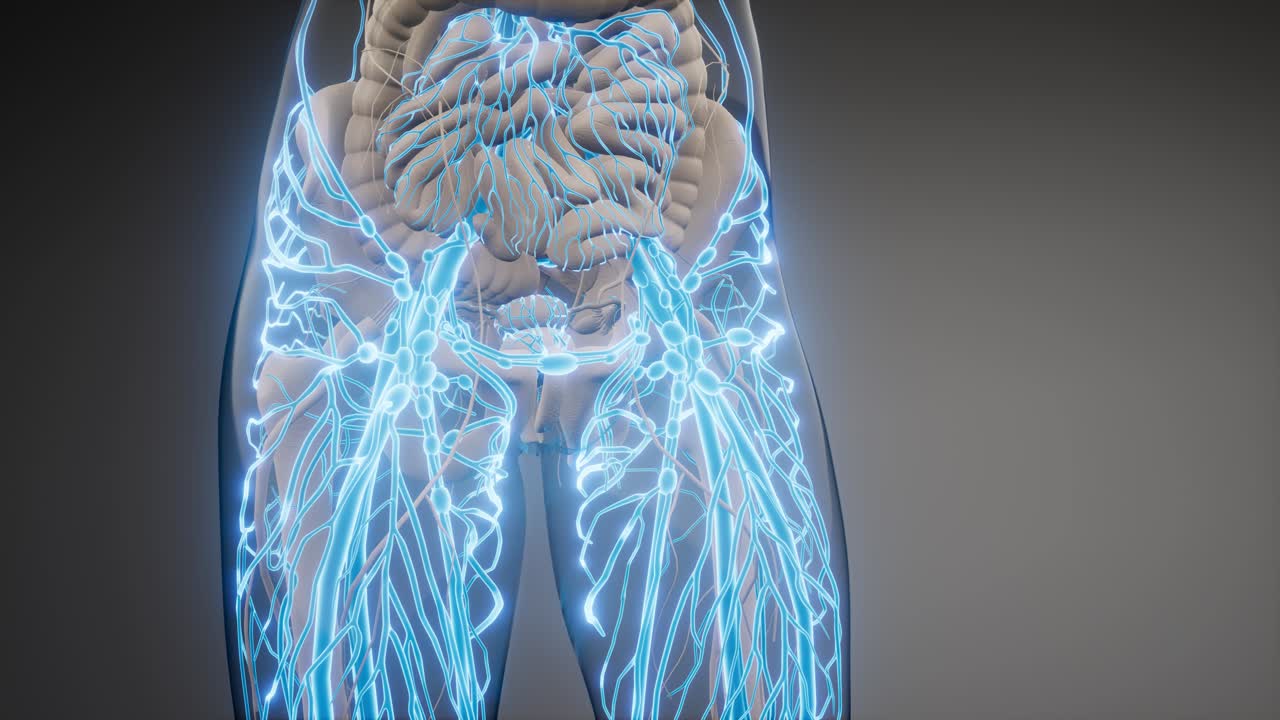 vasos sanguíneos del cuerpo humano