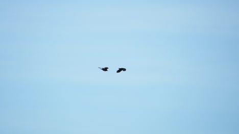 검은 까마귀 (black crow eagle) 는 독수리과에 속하는 포식자 새로, 날 때는 넓은 날개를 수평으로 고 있다. 리 독수리는 유럽에서 네 번째로 큰 포식자 조류이다.