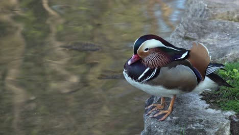 Un-Pato-Mandarín-Quedándose-Dormido-Al-Borde-De-Un-Estanque