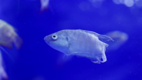 vibrant fork-tailed paradisefish swimming in blue aquarium waters, blur motion effect