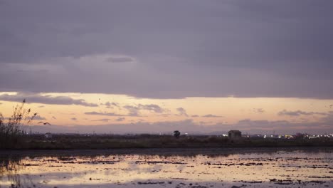 sunrise or sunset over a wetland with birds