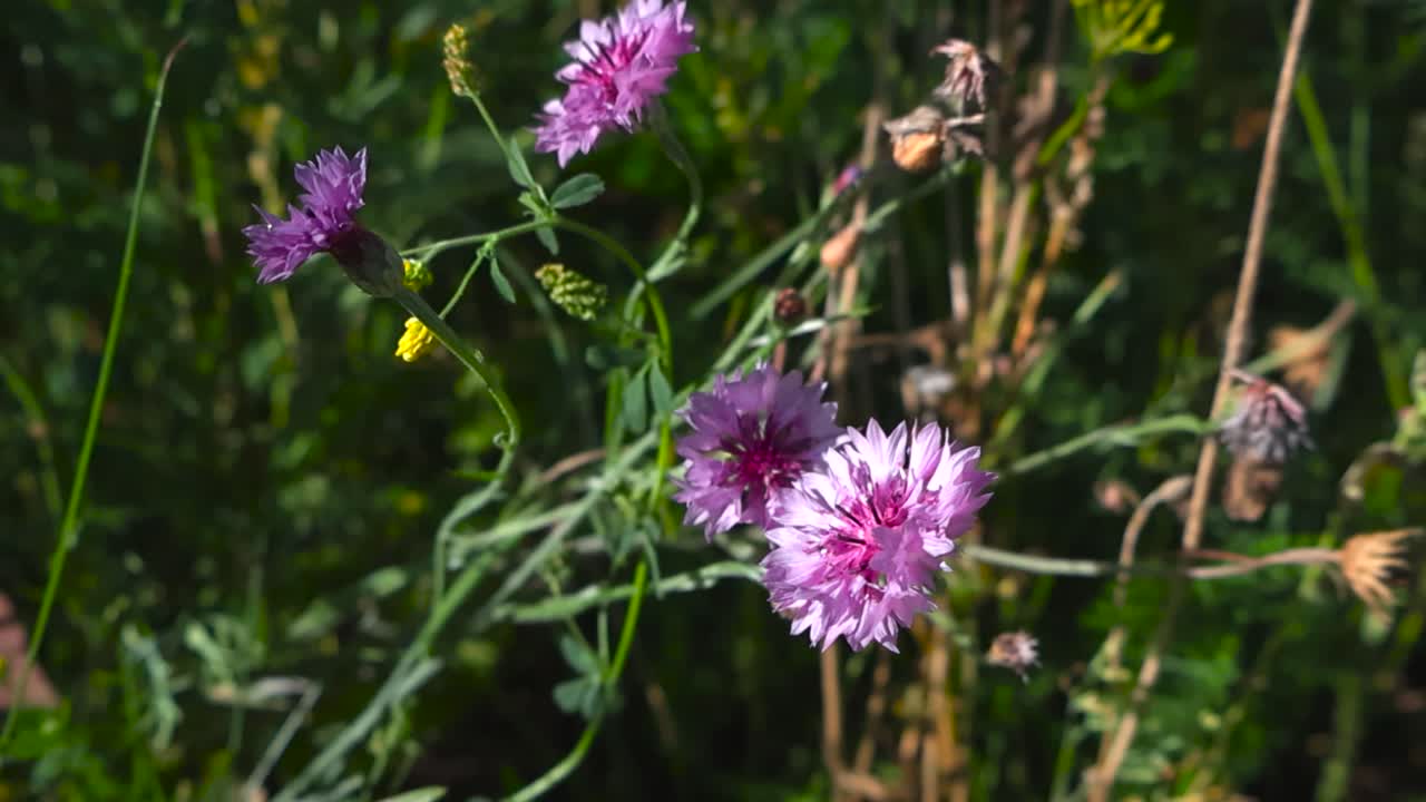 Close up view of purple cornflowers gently moving in a warm summer breeze with shallow depth of field and soft natural background blur