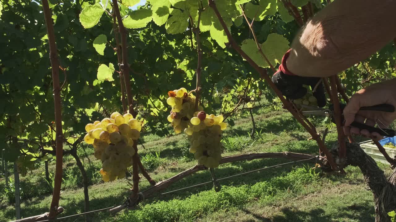 Shot of a person's hand cutting the grape vines at a grape harvest and throwing into the bucket