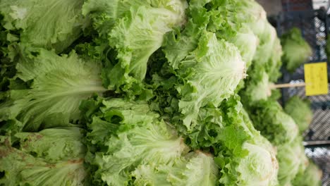 fresh lettuce at the market