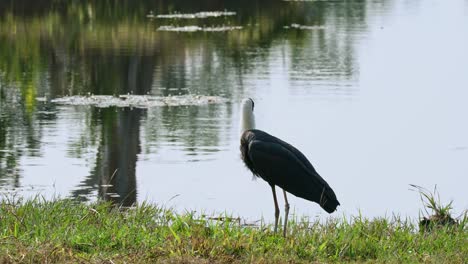 visto mirando hacia la izquierda abriendo su boca y luego girándose para comer algo, cigüeña asiática de cuello lanudo ciconia episcopus, casi amenazada, tailandia