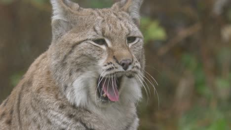 close up shot of eurasian lynx deeply yawning in a cold forest, on a cold day