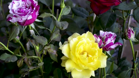 Beautiful-colorful-rose-garden-with-leaves-swaying-in-the-wind