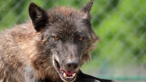 wolf yawning