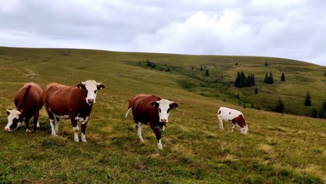 Cámara-Lenta-De-Un-Rebaño-De-Vacas-En-Las-Montañas