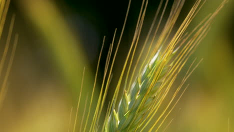 Weizenstiel-Nahaufnahme-Makro