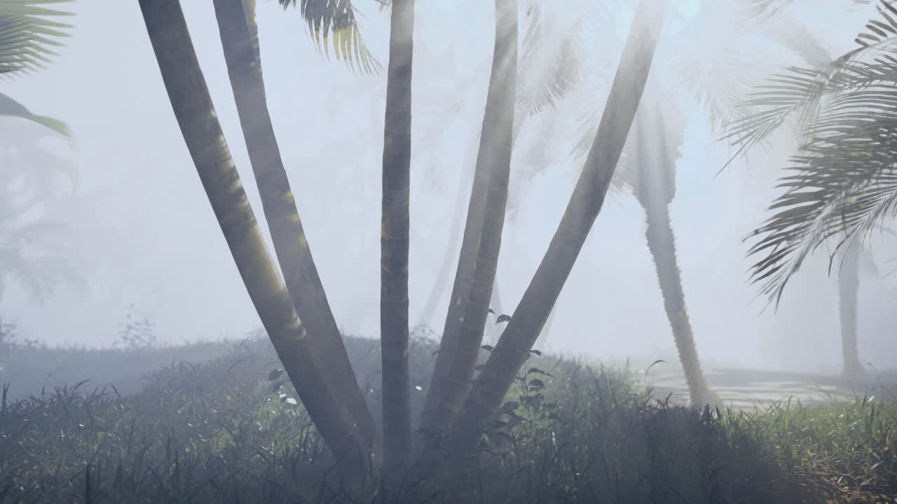 Fog envelops tranquil palm trees in a serene tropical setting at dawn