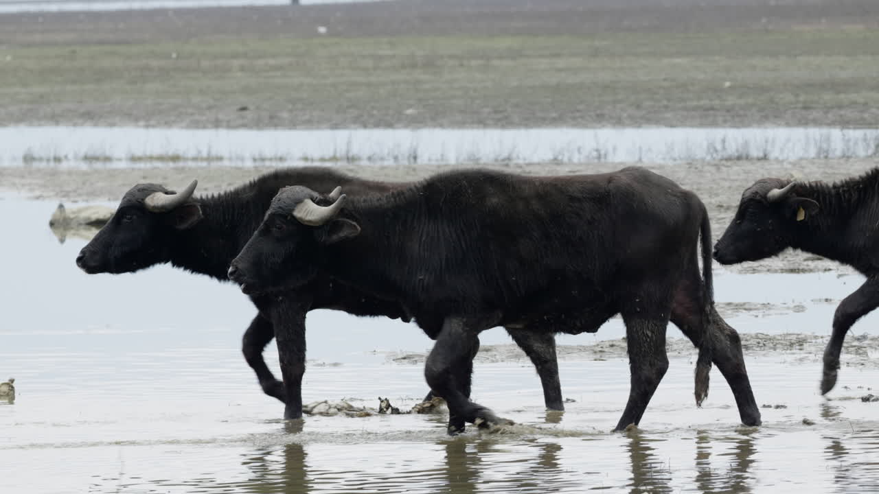 Bufali d'acqua si muovono con passo costante attraverso le acque basse di Kerkini. Ideale per documentari sulla fauna selvatica o progetti a tema natura.