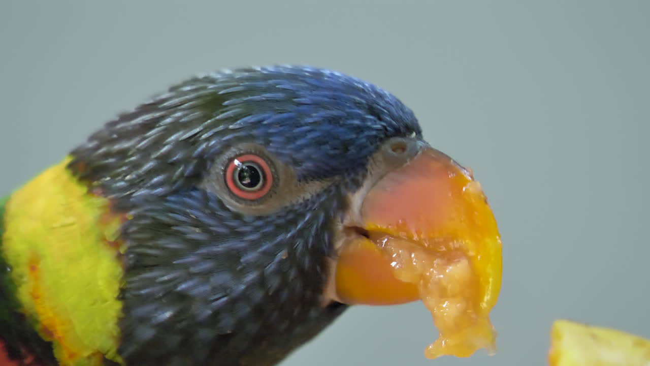 자연에서 과일을 먹는 화려한 깃털을 가진 야생 로리 새의 극단적인 매크로