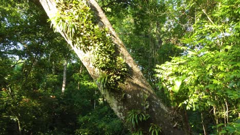 sunlight filtering through dense tropical forest in minca, colombia with a focus on hanging vines and lush vegetation