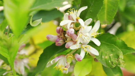 las moscas de abeja en las flores de limón recién florecidas para polinizar los frutos del limón