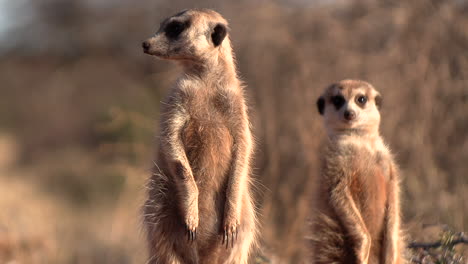 Erdmännchen-In-Der-Südlichen-Kalahari-Suchen-In-Der-Morgensonne-Nach-Anzeichen-Von-Gefahr