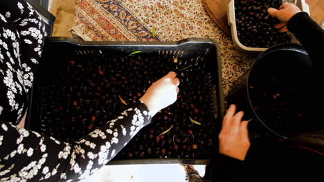 overhead view of two ladies sorting the choice ripe and firm black olives