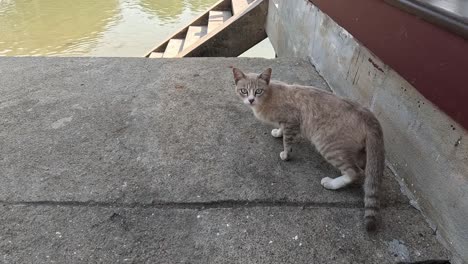 un gato cauteloso navega por escaleras empinadas.