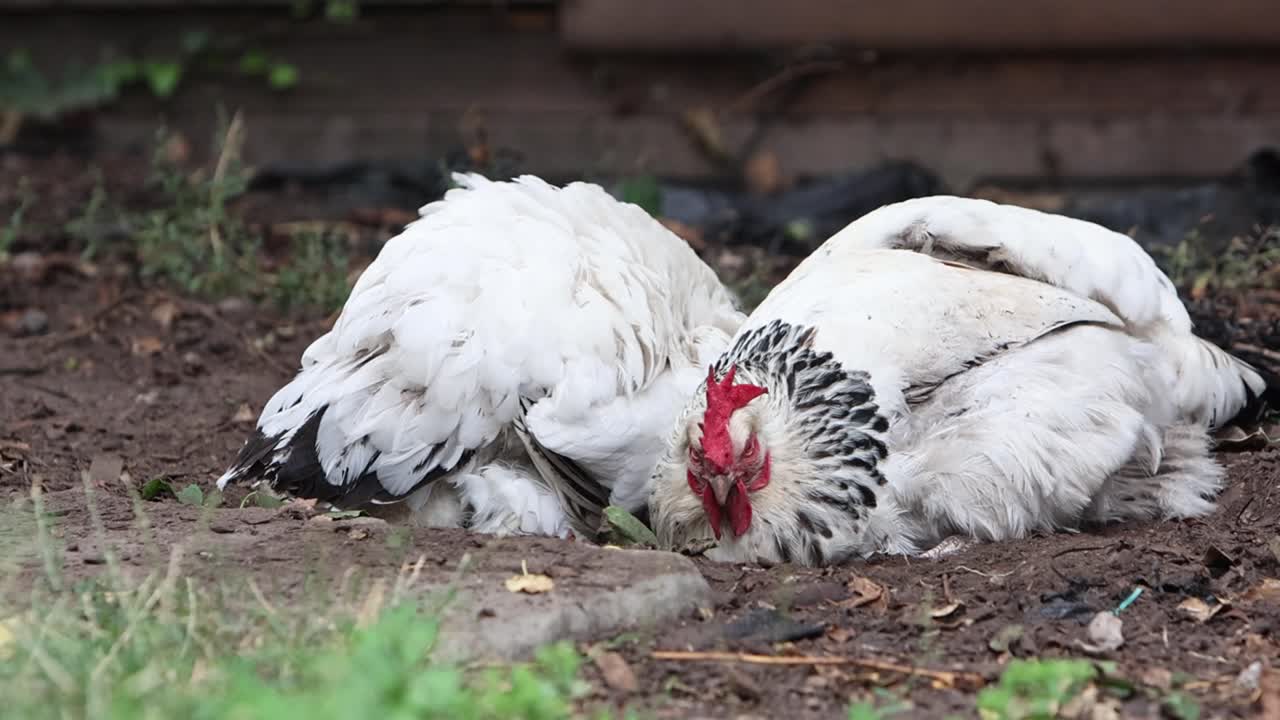 Two pure breed Light Sussex hens dust bathing in garden. Summer. UK