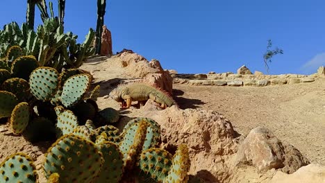 bearded dragon slowly climbs over sandy rocks in the desert in strong sun with some cathedrals and balmy sky