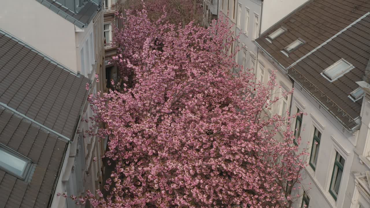 Drone - Aerial drone shot of the Kirschbluete Cherry Blossom in the Heerstraße Heerstreet Breitestraße Bonn 25p