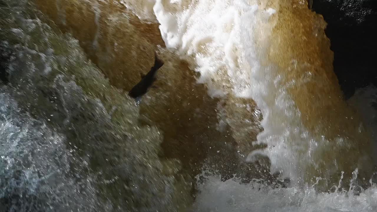 Slow motion footage of wild atlantic salmon jumping up the waterfall in Scotland- Tripod shot