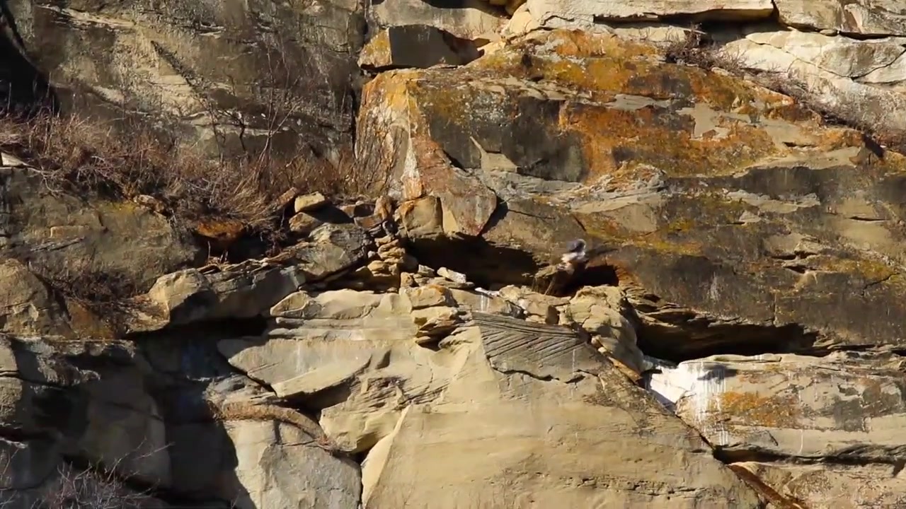 Falco della prateria in attesa del compagno su una cengia rocciosa di coulee nella regione di Parkland dell'Alberta.