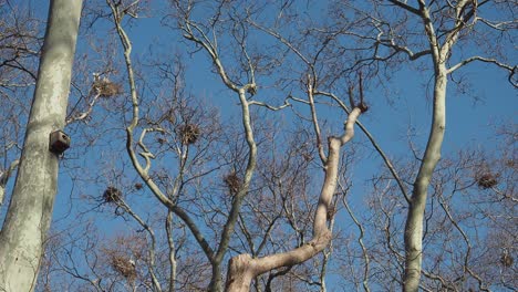 a view of bare trees with nests