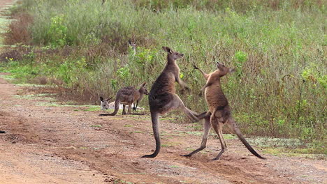 Kängurus-Nehmen-An-Einem-Boxkampf-Teil-Und-Kämpfen-Auf-Einem-Feldweg-In-Australien