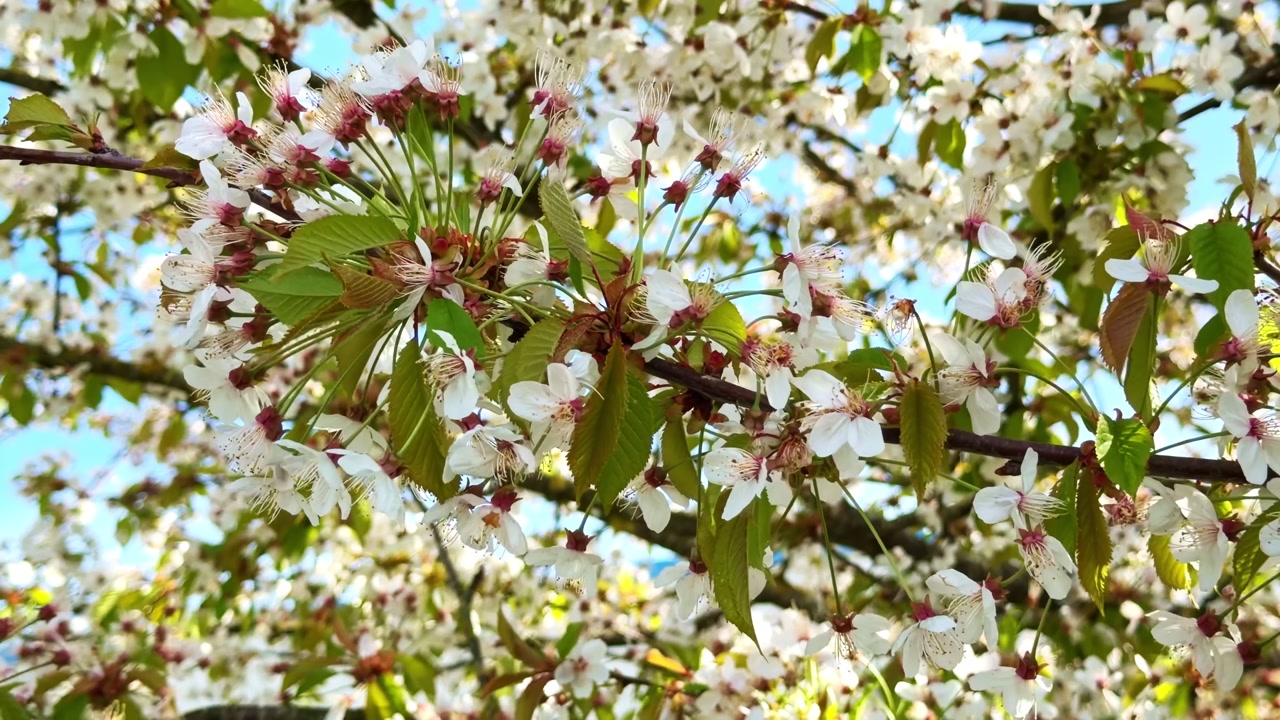 Close up of cherry blossom branch gently moving in the wind with blue sky background
