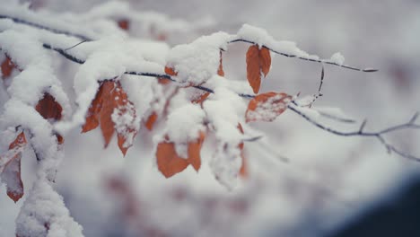 Hojas-Secas-De-Otoño-En-Las-Ramas-Delgadas-Cubiertas-Con-La-Primera-Nieve