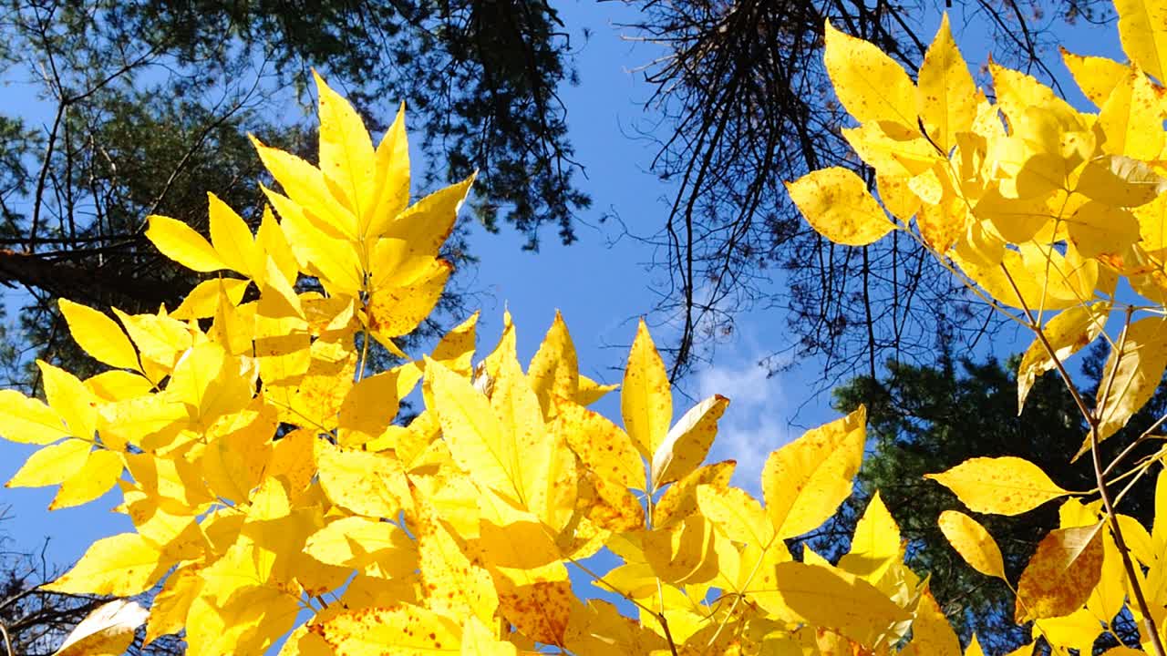 Herbstlaub und Sonne